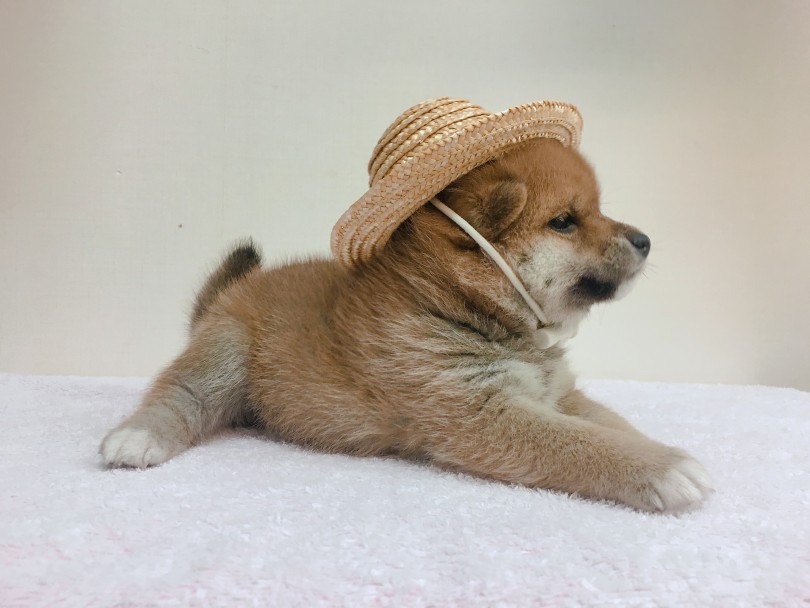 柴犬のことならなんでもお任せください!! | 柴犬 （6130794） - 大倉山店