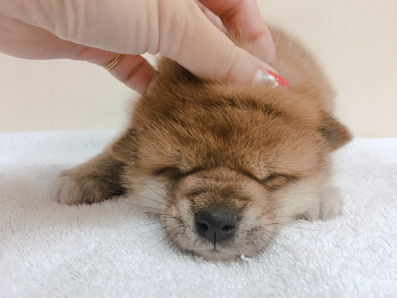 チャウチャウ? お肉大集合！ | 柴犬 （6130794） - 大倉山店