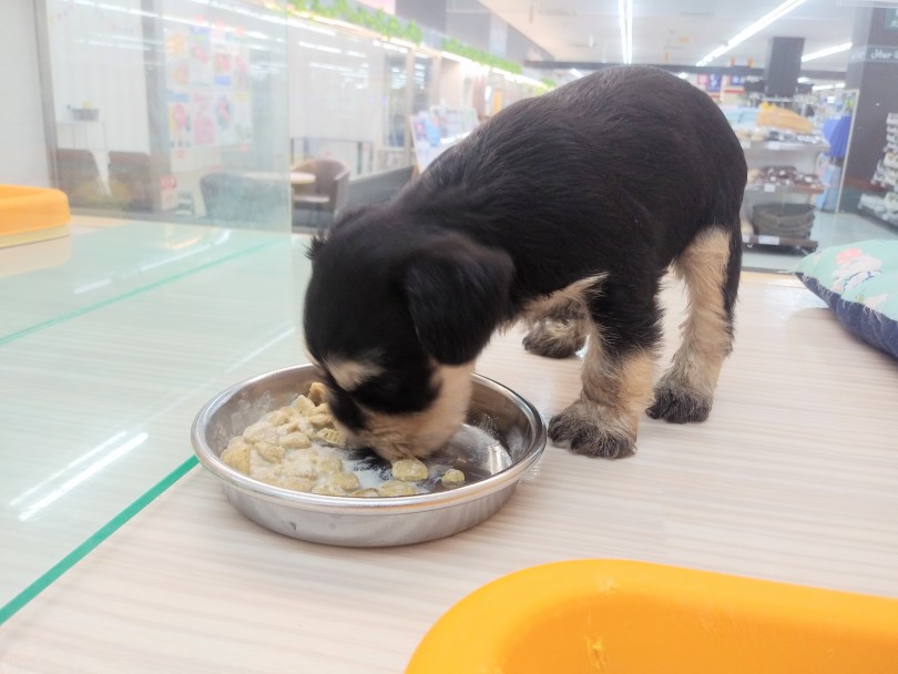 子犬時の食事はとても大切 | ミニチュア・シュナウザー （914460） - 志村坂下店
