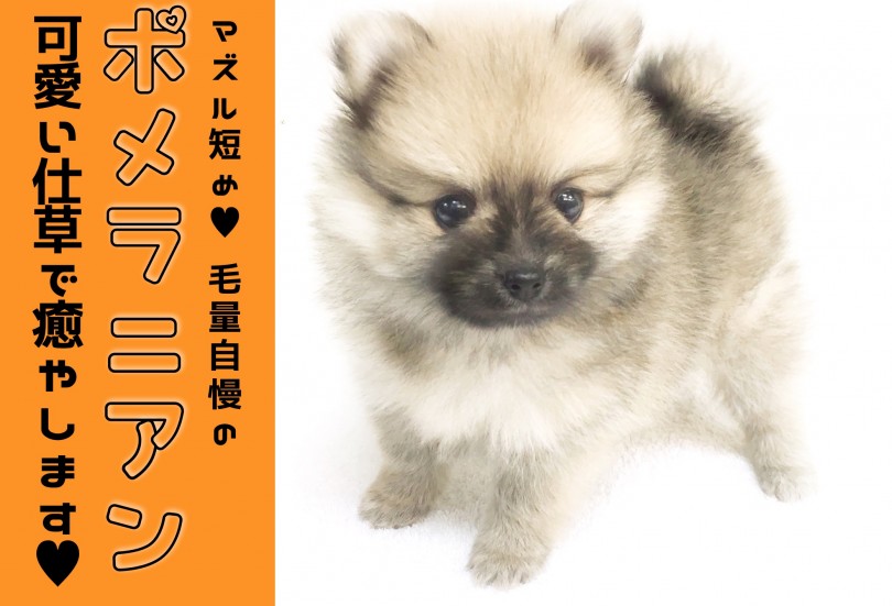 【 ポメラニアン 】横浜で一番のたぬき顔！短めマズルとツートンボディであなたの心を奪います♥