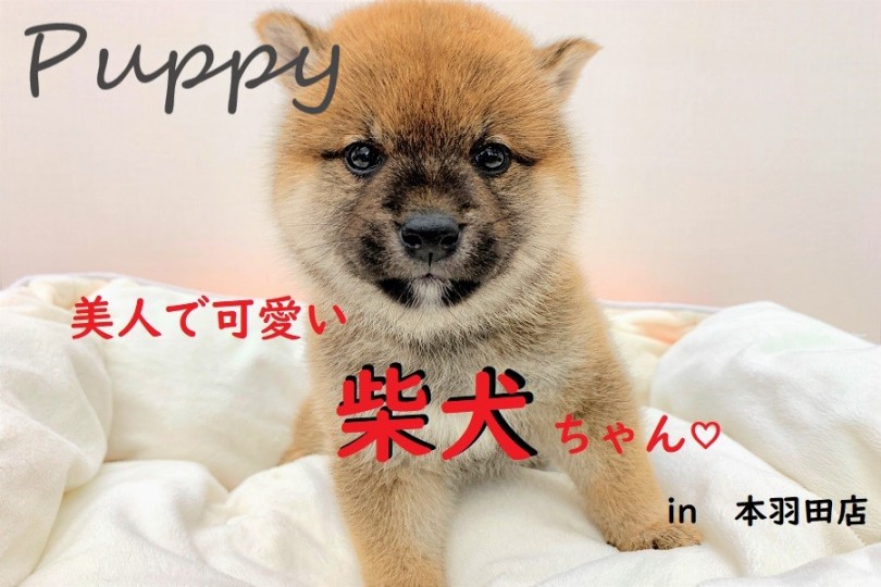 【 柴犬 】きれいな茶色とクマ顔が魅力！愛しい姿に胸キュン♡