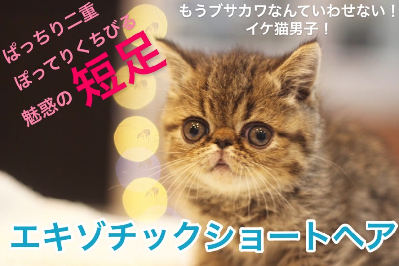 【 エキゾチックショートヘア 】鼻ぺちゃ度100点満点のビューティフルフェイス！