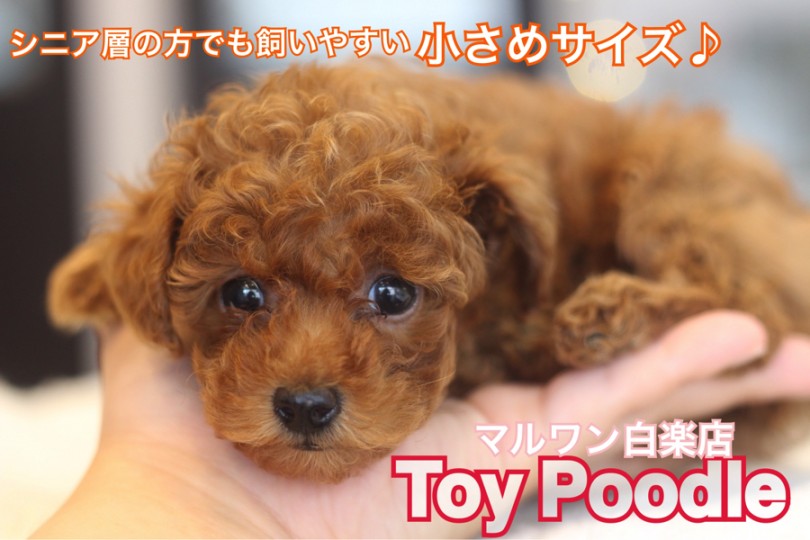 【 トイ・プードル 】毛巻き＆毛量は100点！！女性にオススメしたい小さめベイビー！