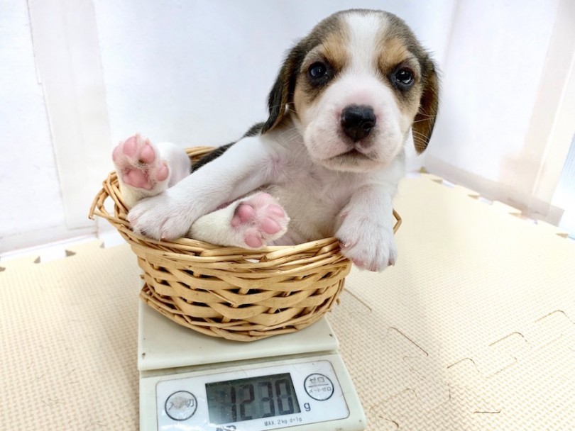 生後50日での体重は1230g | ビーグル （814521） - 相模大塚店