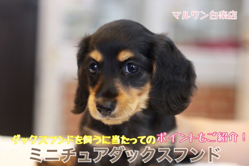 【 ミニチュア・ダックスフント 】肌触り抜群の甘々女子！ダックスを飼うポイントもご紹介！