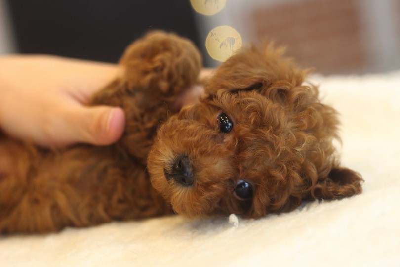 仰向け抱っこは子犬との大事なコミュニケーション！ | トイ・プードル （11622） - 横浜 白楽店