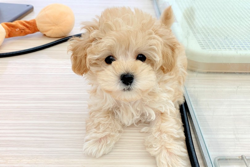 可愛さはまさにぬいぐるみ | MIX犬 マルプー （512592） - 本羽田店