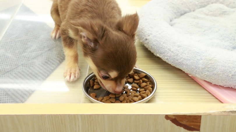 30秒もかからずぺろりと完食 | チワワ （119145） - 梅島店