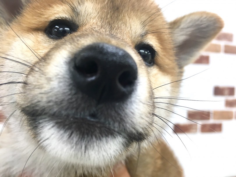 柴ちゃんを家族に迎い入れるために用意するもの | 柴犬 （713631） - 鶴見店
