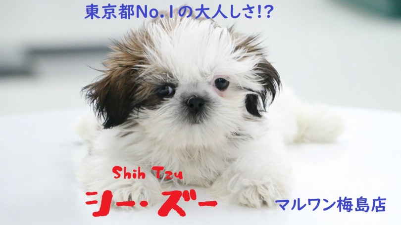 【 シーズー 】鼻ぺちゃ好きの方必見！その超大人しい＆従順さは東京都No.1かも！？