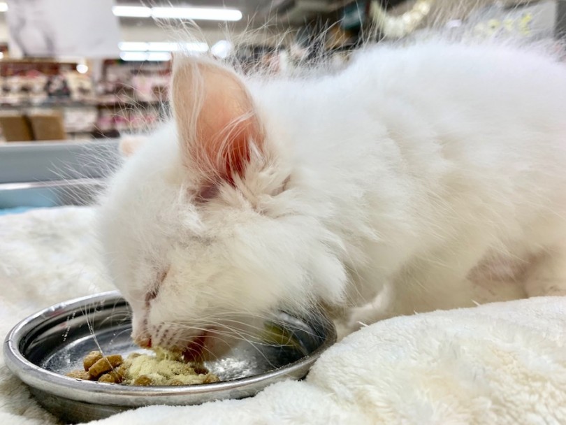 ご飯を食べる時に目を瞑る | ラグドール （814519） - 相模大塚店