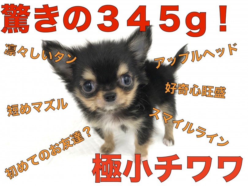【 超極小チワワ 】横浜元町に衝撃が奔る！生後60日で345g！！