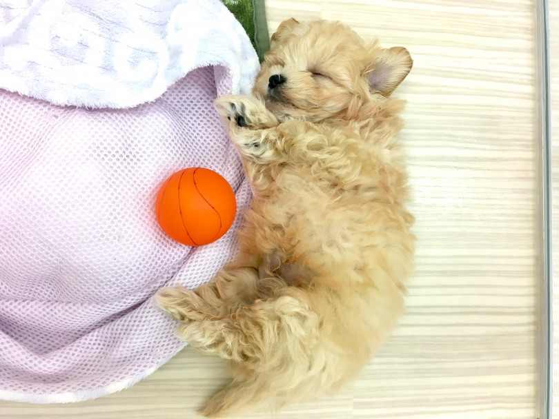マルワンは一緒に育てるのがコンセプト | MIX犬 トイ・プードル × マルチーズ （713632） - 鶴見店