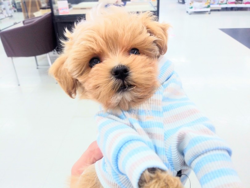 ボーダーのお洋服にお着換え | MIX犬 （914461） - 志村坂下店