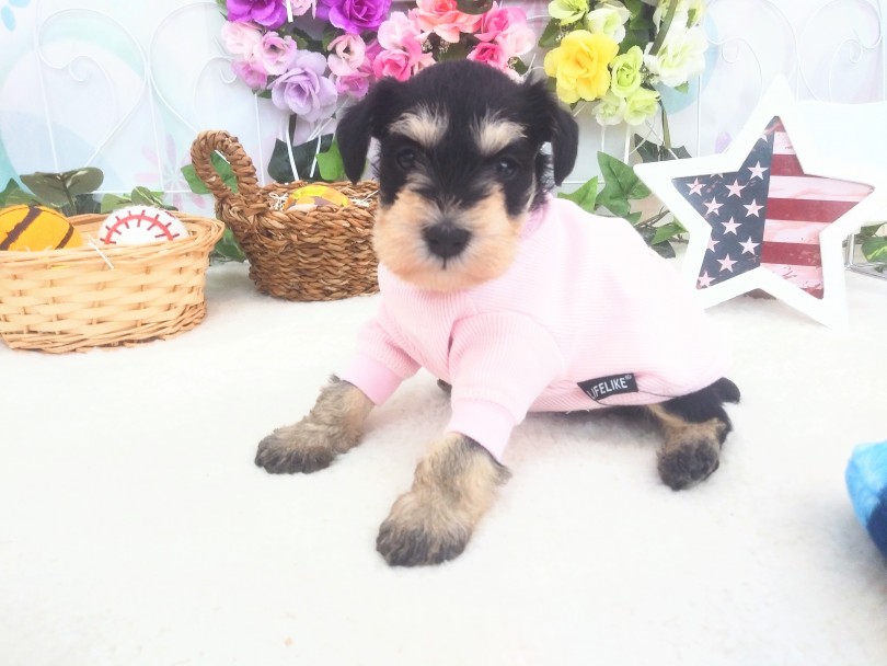 成犬時の大きさは4～8kgで安心サイズ | ミニチュア・シュナウザー （914460） - 志村坂下店
