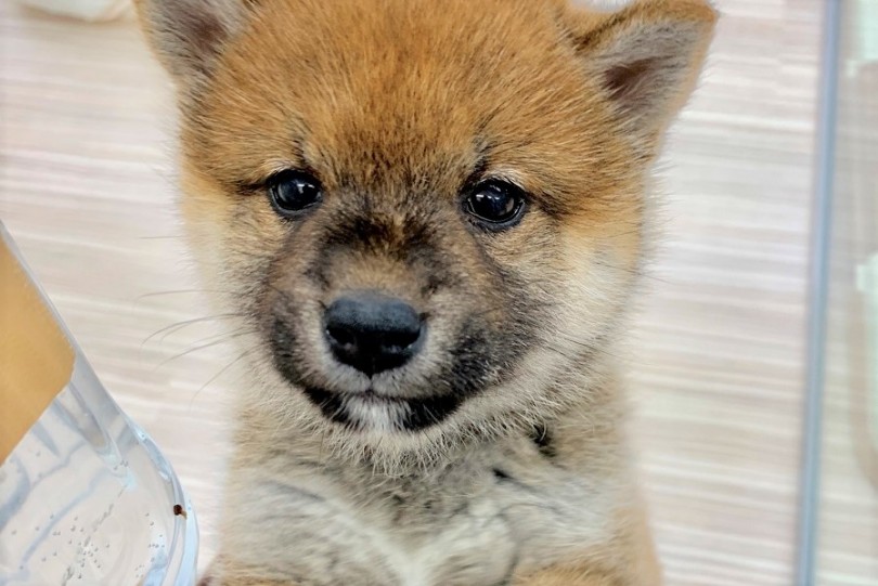 来店したばかりだから緊張気味 | 柴犬 （512599） - 本羽田店