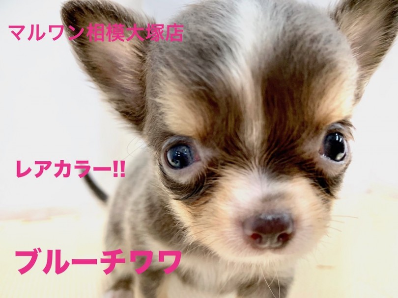 【 チワワ 】レアカラーの元気っ子登場！あくびや寝ている姿が可愛すぎるので大公開しちゃいます！