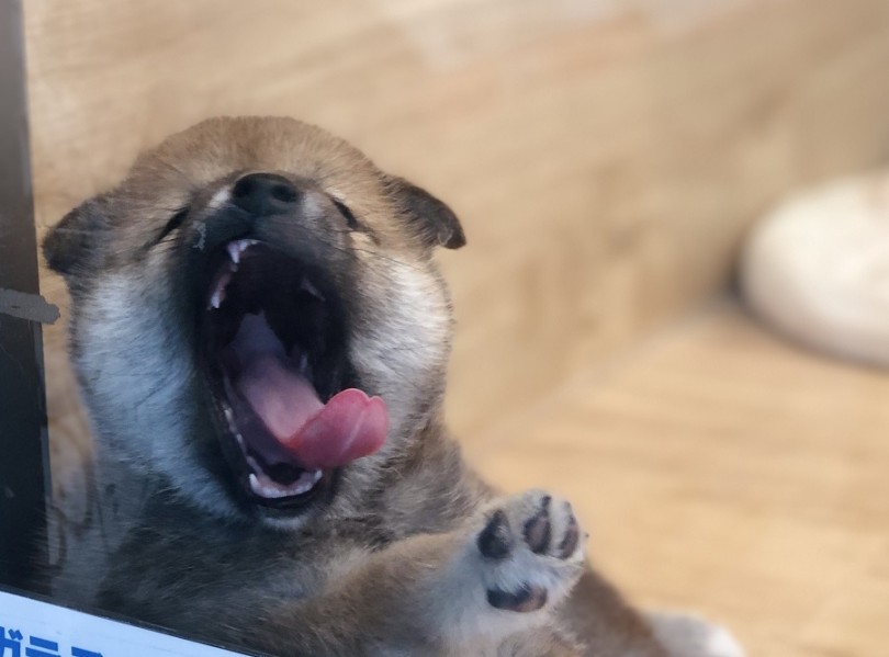 柴子ちゃんとペットライフをはじめませんか？ | 柴犬 （311853） - 港北ニュータウン店