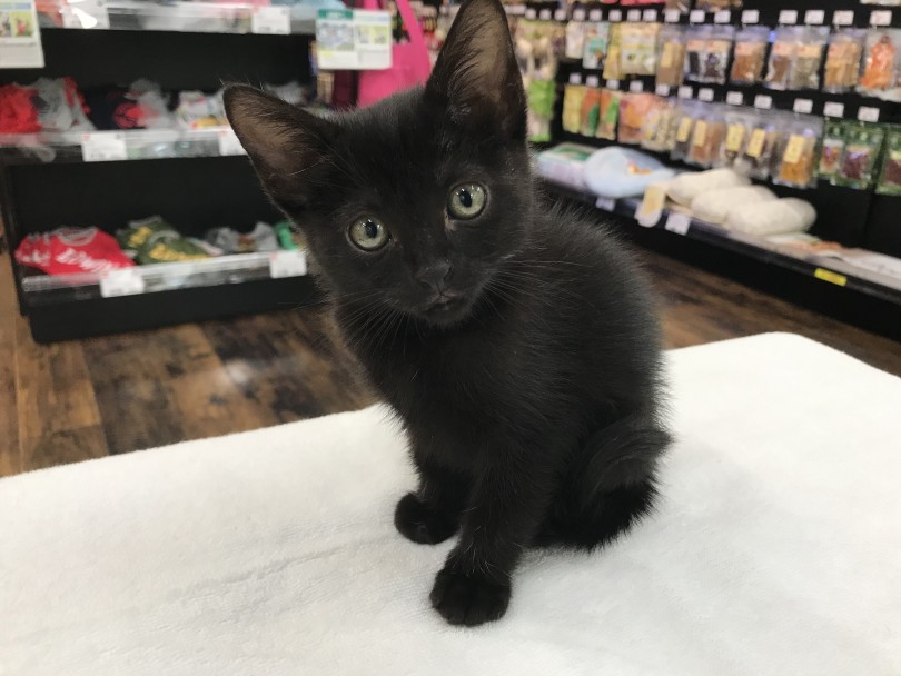 小さい黒豹のような黒猫 | ボンベイ (140163) - 横浜 元町店