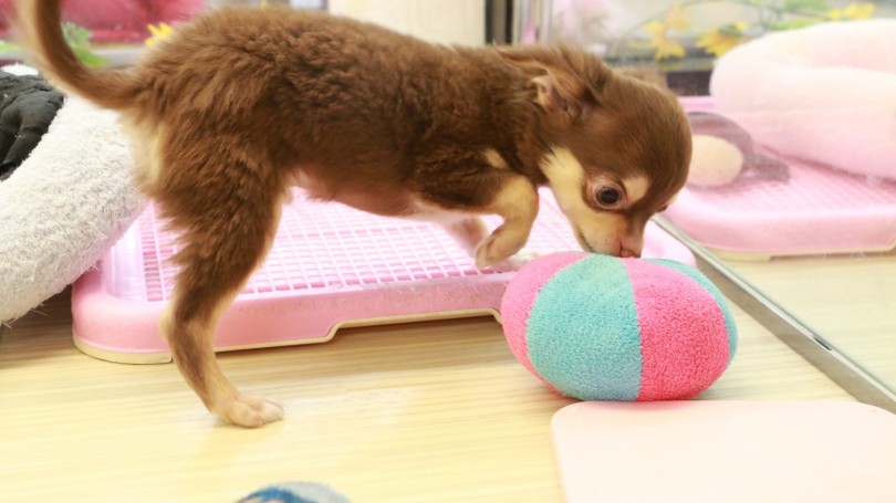 大好きなおもちゃ | チワワ （119145） - 梅島店