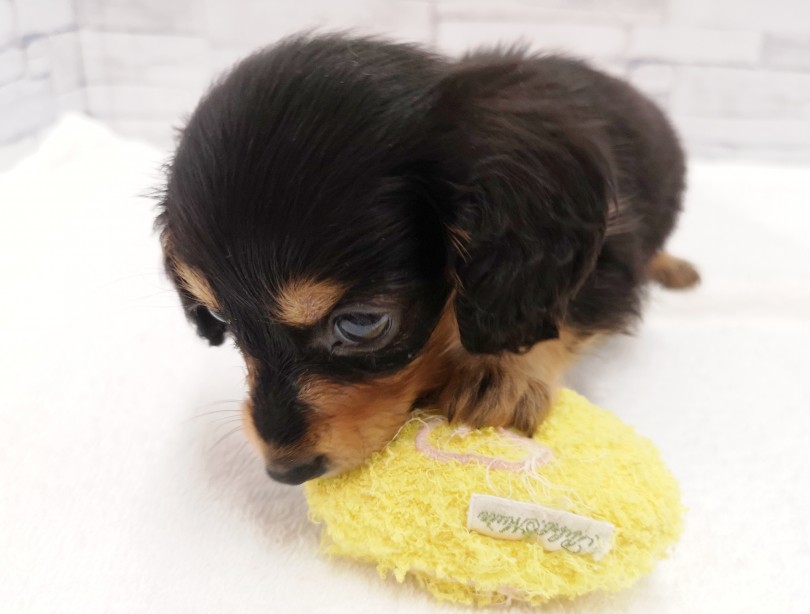 子犬用のおもちゃで遊ばせる | ミニチュア・ダックスフント （412778） - さいたま 武蔵浦和店