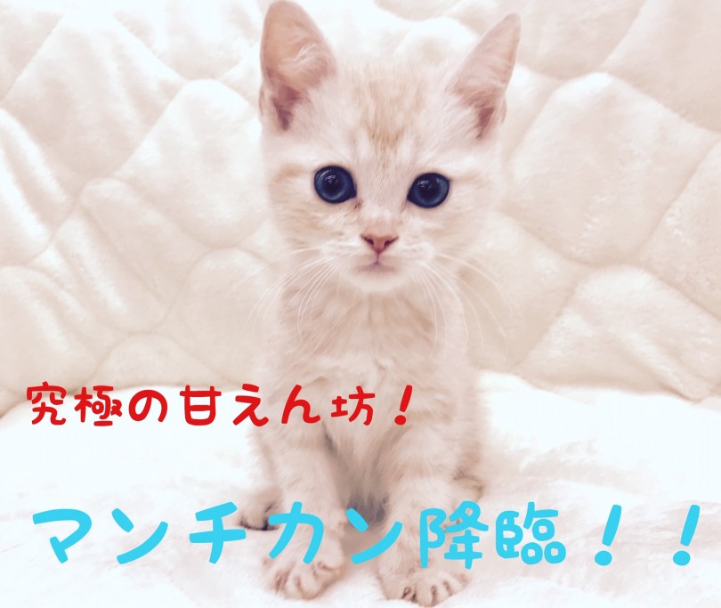 【 マンチカン 】猫とのラブラブな生活をしたい方必見！超絶甘えんboy降臨！！