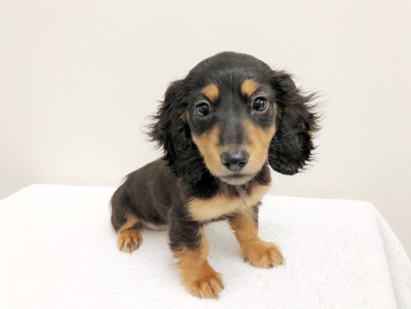 ディープゴールドと呼ぶにふさわしいタンカラー | ミニチュア・ダックスフント （梅島店） - 119153