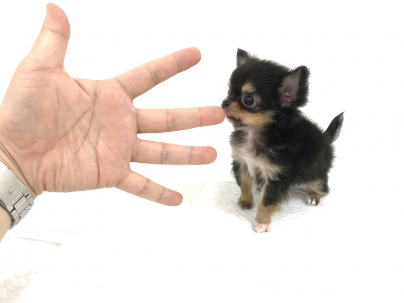 成犬時では1.5~2kgを予想 | 極小チワワ （140159） - 横浜 元町店
