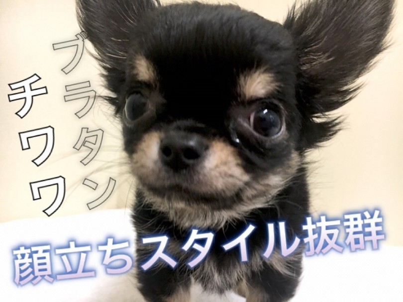 【 チワワ・ロングコート 】パパはJKCチャンピオン！小さめサイズの王子様！