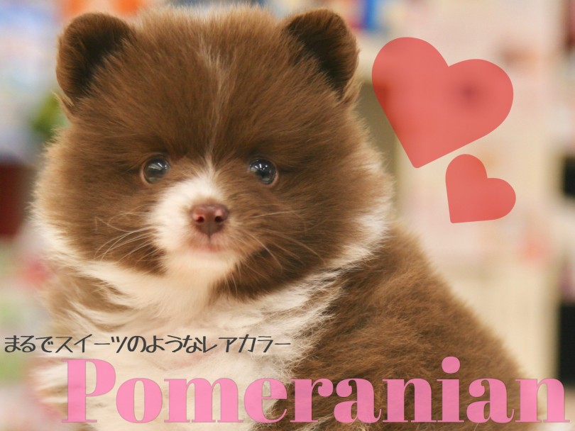 【 ポメラニアン 】モフモフどころじゃない毛量！スイーツみたいなレアカラーが可愛すぎる！