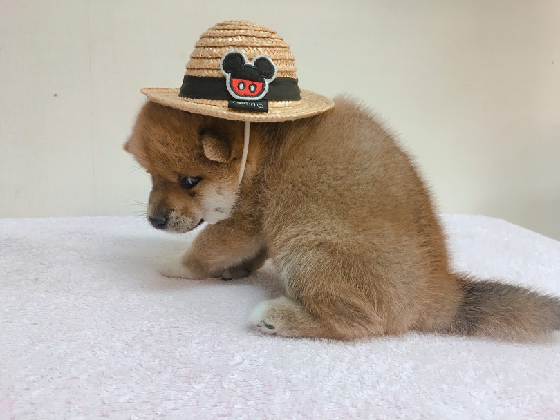 帽子をかぶらせたらとっても迷惑そうな目つき（笑） | 柴犬 （6130794） - 大倉山店