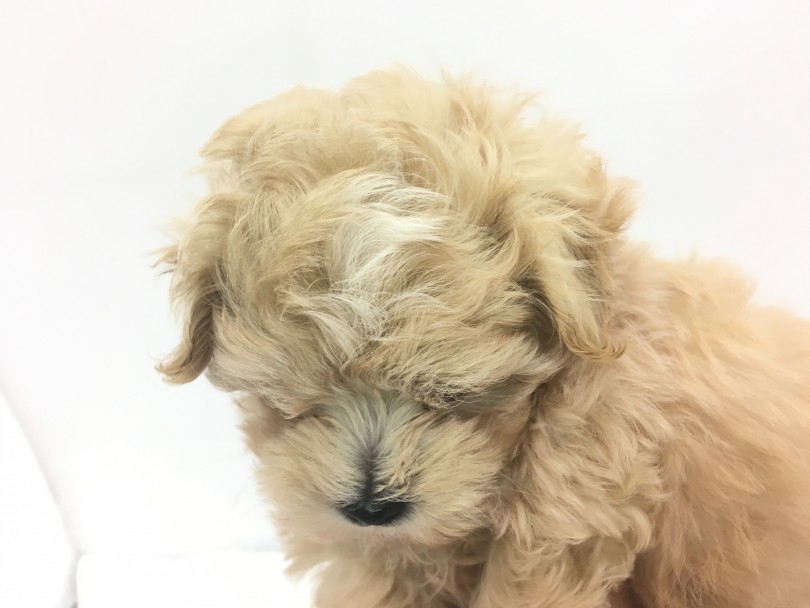 頭にワンポイントのホワイト | MIX犬 トイ・プードル × マルチーズ （713632） - 鶴見店