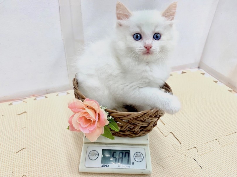 生後50日での体重は587gと骨格、フードの食べつき共に安心 | ラグドール （814519） - 相模大塚店