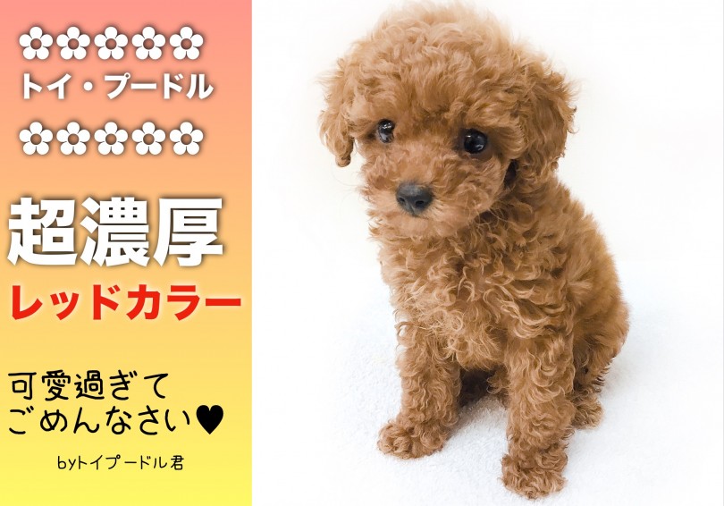【 トイ・プードル 】新横浜エリアの方に朗報!!超濃厚レッドなコンパクトベイビーがやってきた!!