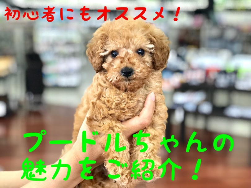 【 トイ・プードル 】初心者にオススメ！！夢のワンコライフを始めませんか？？