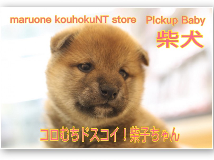 【 柴犬 】コロむちドスコイ！柴子ちゃん