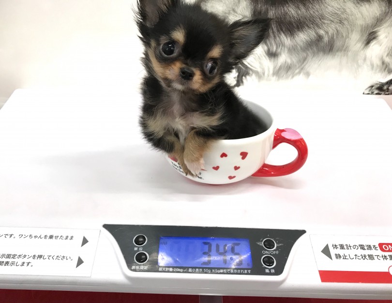 生後約2ヶ月で体重は驚きの345g | 極小チワワ （140159） - 横浜 元町店