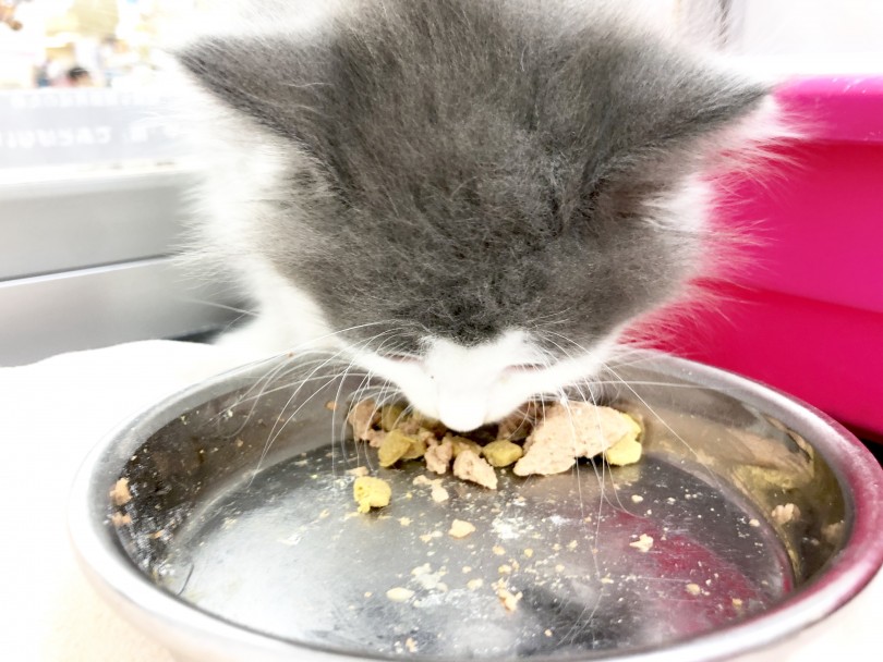 お店に来た時からごはんをしっかり食べてくれる | ノルウェージャンフォレストキャット （130113） - 高井戸店