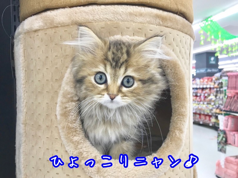 素直なとっても良い子 | ラガマフィン （914442） - 志村坂下店