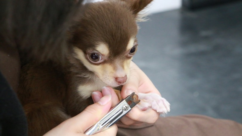 週に一回のお手入れ日 | チワワ （119145） - 梅島店