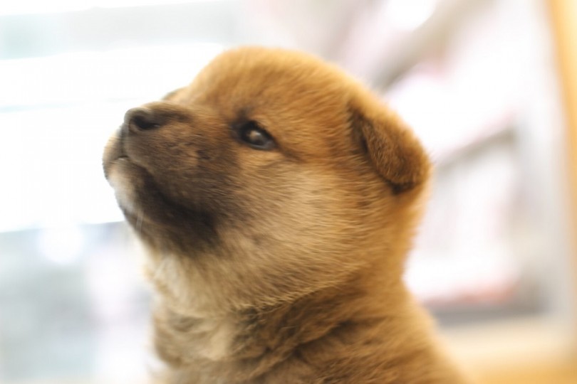 まん丸ムチムチの柴犬の女の子 | 柴犬 （311853） - 港北ニュータウン店