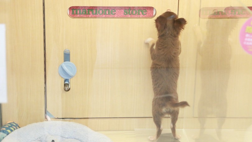 いっぱい食べて健やかに成長 | チワワ （119145） - 梅島店