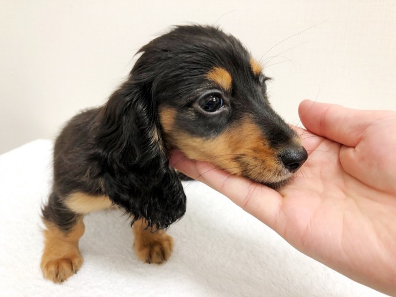 愛らしさの秘密は短いマズルにあり！ | ミニチュア・ダックスフント （梅島店） - 119153