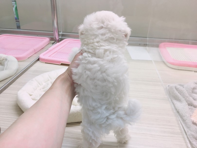 真っ白ボディは汚れが目立つ | トイ・プードル （6130808） - 大倉山店