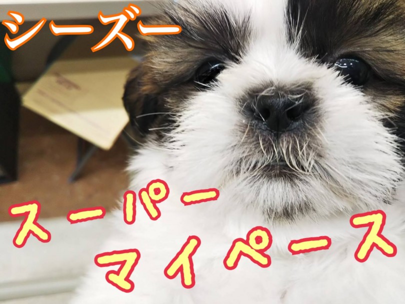 【 シーズー 】お家が笑顔に包まれる事間違いなし！驚異ののんびり屋ワンコ登場