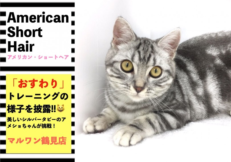 【 アメリカンショートヘア 】驚愕のおすわりにゃんこに大変身！