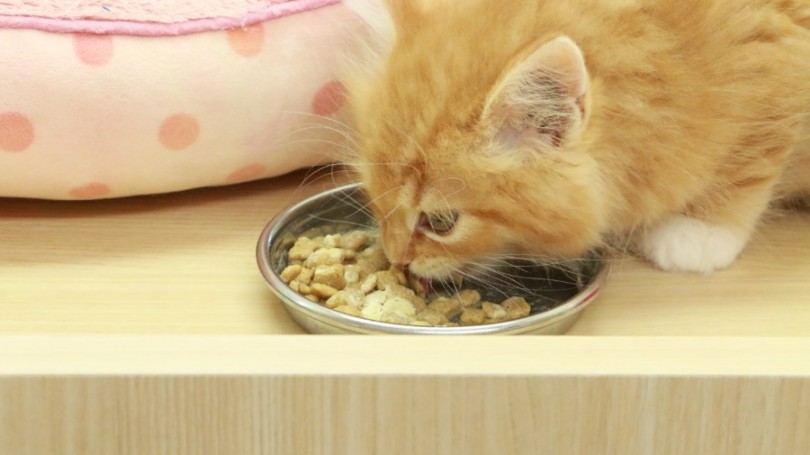 入店初日から毎食残さず完食 食欲が旺盛な子は健康な証拠 | スコティッシュフォールド （119160） - 梅島店