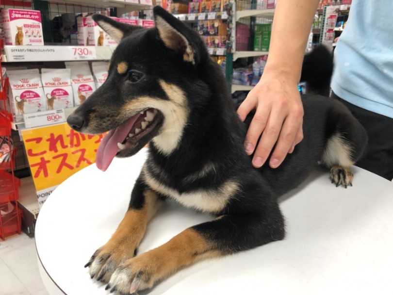 フワフワな被毛 | 柴犬 （119140） - 梅島店