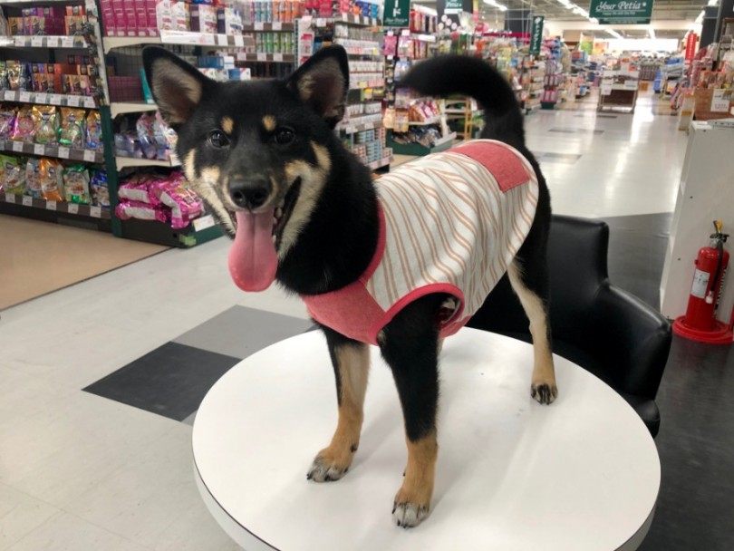 夏の強烈な紫外線から愛犬の皮膚を守る為にお洋服は必須アイテム | 柴犬 （119140） - 梅島店