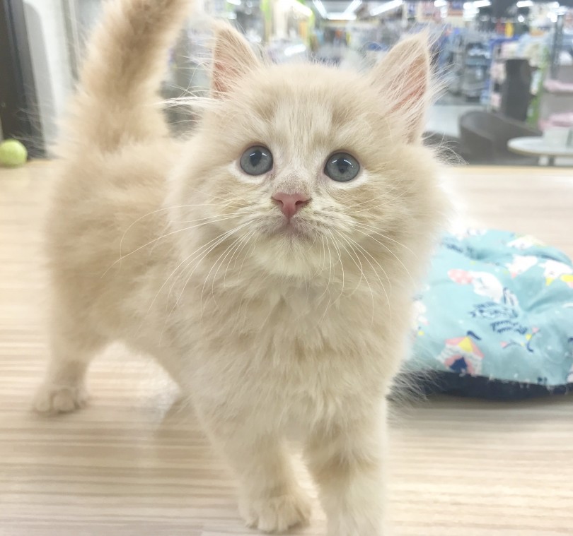 ぬいぐるみキャット | ラガマフィン （914475） - 志村坂下店
